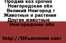 Продам коз срочно!! - Новгородская обл., Великий Новгород г. Животные и растения » Другие животные   . Новгородская обл.